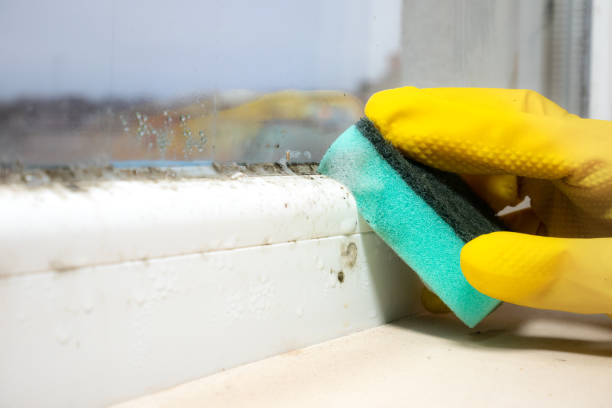Best Kitchen Mold Remediation in Westke, LA